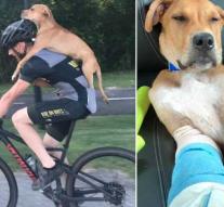 Heroic cyclists rescue injured puppies