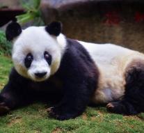 High-ranking panda (37) died in China