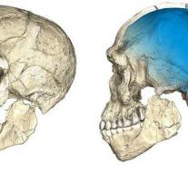 Homo sapiens older than thought