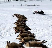 Horde murderous wolves in Wyoming