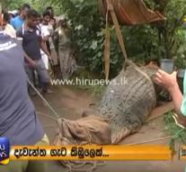 Huge crocodile rescued in Sri Lanka