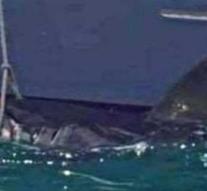 Huge white shark caught just in front of the beach