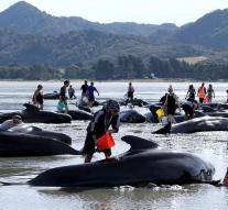 Human chain holding pilot whales to beach