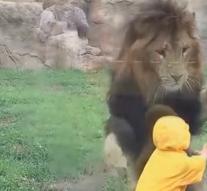 Hungry lion attacks child