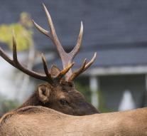 Hunters kill elk in zoo