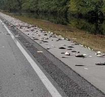 Hurricane leaves dead fish on highway US