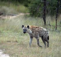 Hyena biting 15-year-old boy in face