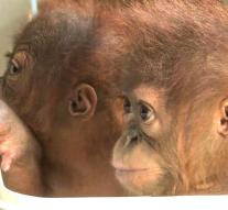 Illegal hunting of 'status symbol' orangutan