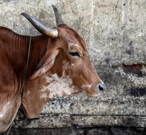 Indian Muslim beaten to death sacred cow