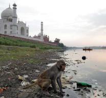 Indian woman dies after attack of monkeys