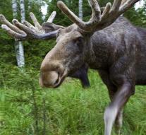 Indictment reindeer riding men