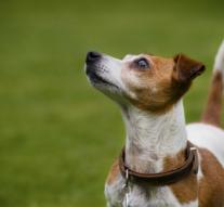 Jack Russell by official holiday