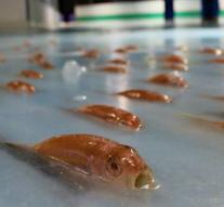 Japan closes rink with 5,000 frozen fish