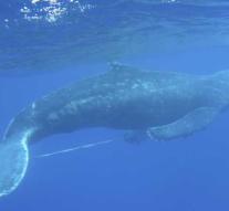 Japanese ferry collides with whale: 80 wounded
