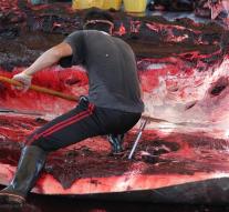 Japanese fishermen kill dozens of whales