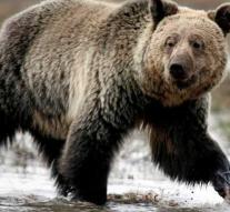 Judge gives American grizzly bear a respite