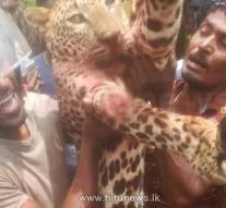 Judge Sri Lanka tackles leopard killer