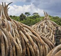 Kenya raises the alarm with ivory burning