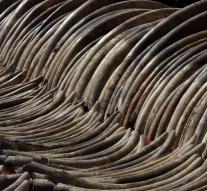 Kenya will burn 120 tonnes of ivory