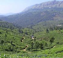 Kill by illegal liquor on tea plantation