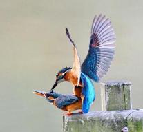 Kingfishers hunt and play in Chinese park