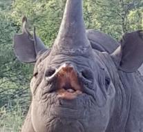 'Kissing' rhino shot by hunters