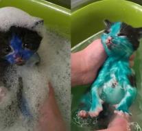 Kittens 'colored' with permanent marker