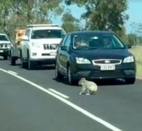 Koala gets police escort