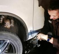 Koala hangs miles of wheel drive from car