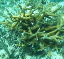 Coral reef bleaching worldwide