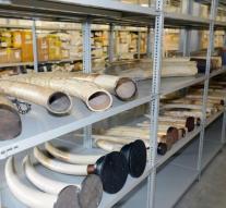 Large ivory find in Vienna