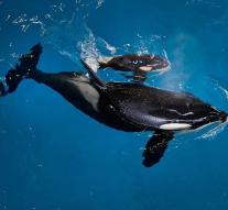 Last baby orka born in SeaWorld