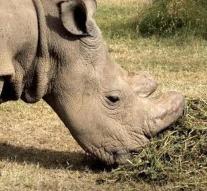 Last rhino Kenya is looking for woman at Tinder