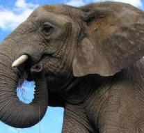 Latest African elephant Australia death