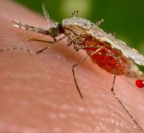 Latest weapon against malaria : the mosquito