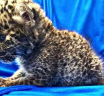 Leopard cub rescued from suitcase at airport