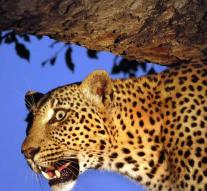 Leopard devours toddler (3) in wildlifepark Uganda
