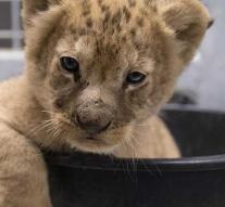 Lion cub found in garage Marseille