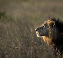 Lion injures man in Nairobi