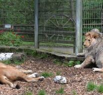 Lions escape from zoo