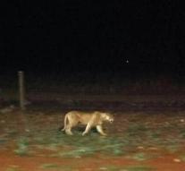 Lions escaped from park in Nairobi