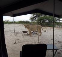 Lions lick tent safari goers