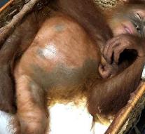 Living orangutan rescued from suitcase in Bali