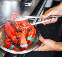 Lobsters 'crackled' into the boiling water: 'You taste the difference'