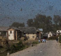 Locusts Plague in Bolivia