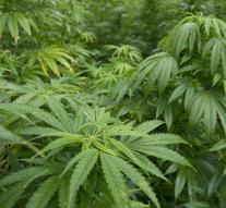 Major shortage of weed in Nevada: Consider emergency measures