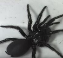 Mega Dose antidote rescues boy from spider bite