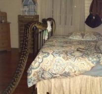 Mega python in bedroom Australian woman