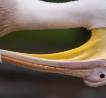 Mexican heat destroys pelicans