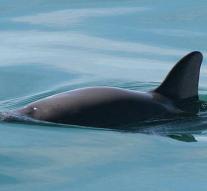 Mexico wants to save California porpoise